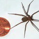Image: Br-recluse-guy/Wikimedia Commons/Public Domain